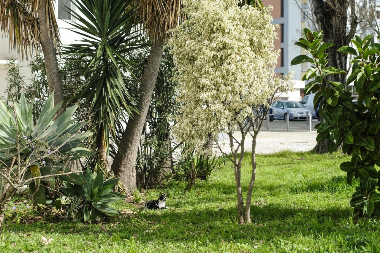 Olive Grove By Trip2portugal * Lissabon